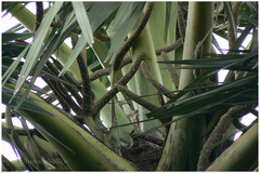 Borassus flabellifer